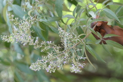 Vitex negundo